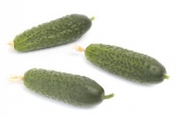 Огурец Кибрия F1