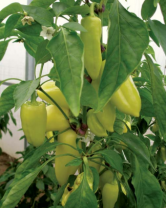 Перец Сноувайт F1