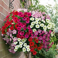 Петуния ампельная Рапид F1 Формула Микс, Pelleted 100 др Петуния ампельная Рапид F1 Формула Микс, Pelleted 100 др