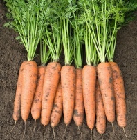 Морковь Белградо F1