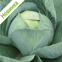 Капуста Золтан F1 белокочанная Израиль 2.500 семян