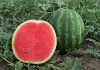 Арбуз Арашан F1