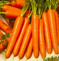 Морковь Карлано F 1