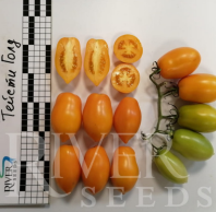 Томат Тейсти Голд F1