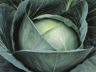 Капуста Профессор F1