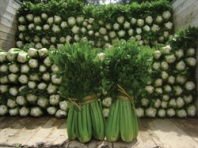 200 Сельдерей черешковый Танго Нидерланды 200 семян