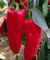 20 Перец Каптур F1 красный призмовидный тип Лаймуйо, Нидерланды 20 семян