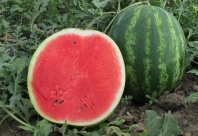 Арбуз Талисман F1