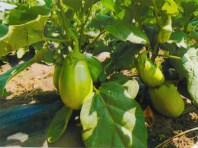 Баклажан Дамас F1