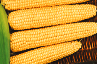 100 Кукуруза Мегатон F1 Франция 100 семян