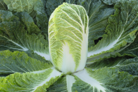 Капуста Базуко F1