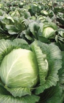 Капуста Бузони F1 белокочанная Нидерланды 2.500 семян
