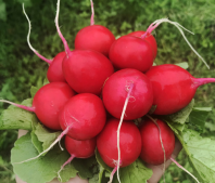 Редис Сарита F1