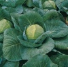 100 Капуста Краутман F1 белокочанная Нидерланды 100 семян