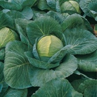 100 Капуста Краутман F1 белокочанная Нидерланды 100 семян