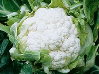 Капуста Картьер F1 цветная Швейцария 2.500 семян