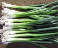 Лук батун Байя Верде Нидерланды 10.000 семян