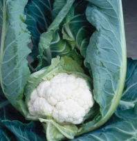 Капуста Клэптон F1