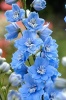 Дельфиниум культурный Centurion F1 Sky blue Хупта, 55578573 100 шт.
