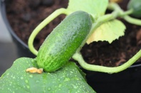 Огурец Алпака F1