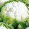 Капуста Синерджи F1 цветная Нидерланды 10 семян