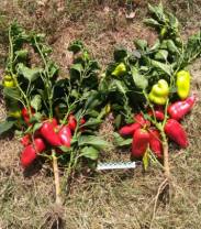 Перец Найс F1