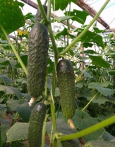 Огурец Бриз F1 Япония 1.000 семян