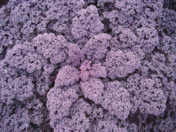 Капуста Редбор F1