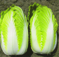 100 Капуста Кисеки F1 пекинская Япония 100 семян