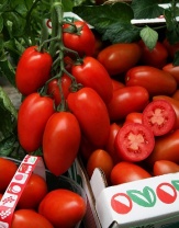 Томат Сэр Элиан F1 Индетерминантный. Франция 250 семян