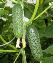 Огурец СВ 3506 CV F1