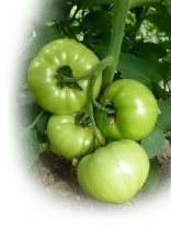 Томат Осуми F1 (КС 10 F1) F1 Индетерминантный жёлтый. Япония 500 семян