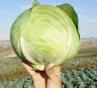 Капуста Коронет F1