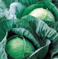200 Капуста Вестри F1 белокочанная Нидерланды 200 семян