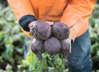 10 Свекла Субето F1 Нидерланды (1000 семян) 10 грамм