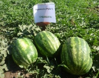 Арбуз Кримсон Руби F1 Япония 1.000 семян