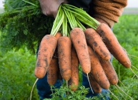 Морковь Кардифф F1