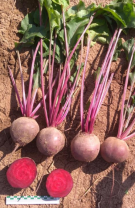 10 Свекла Фалькон F1 Япония (1100 семян) 10 грамм