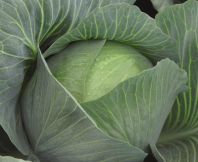 Капуста Амтрак F1