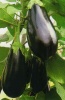 Баклажан Блек Перл F1 Нидерланды 250 семян