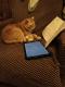 кот Тимофей изучает право.
