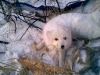 Зверь - песец белый или полярная лисица.