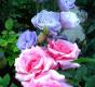Как прекрасны розы с Эустомой!!!