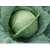 Капуста Хинова F1 белокочанная Нидерланды 2.500 семян