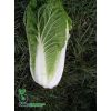 Капуста Билко F1 пекинская Нидерланды 2.500 семян Капуста Билко F1 пекинская Нидерланды 2.500 семян