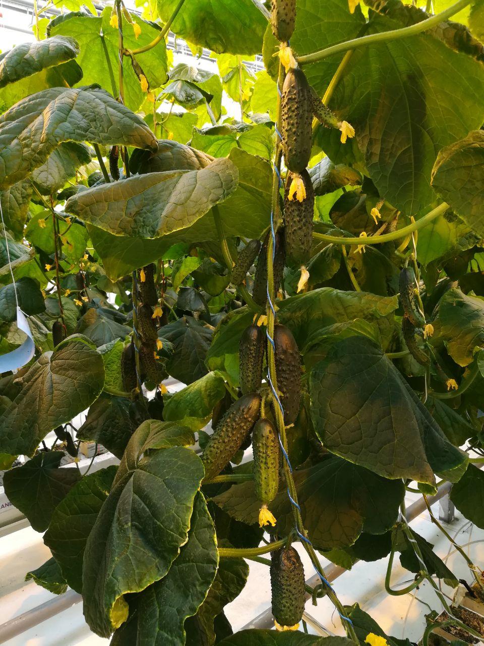 Киборг сорт огурцов. Киборг сорт огурца. Киборг сорт огурцов. Багаевский огурец. Сорт огурца киборг.