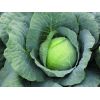 Капуста Артост F1 белокочанная Нидерланды 2.500 семян