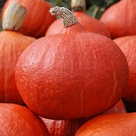 20 Тыква Оранж Саммер F1 Нидерланды 20 семян