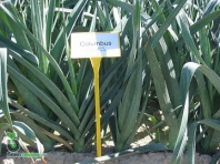 Лук порей Коламбус Лук порей Коламбус