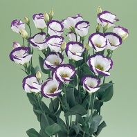 Эустома, лизиантус крупноцветковый серия Вулкан Vulcan II F1 Purple Picotee pelleted Хупта 455579853  100 др.